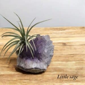 amethyst air plants